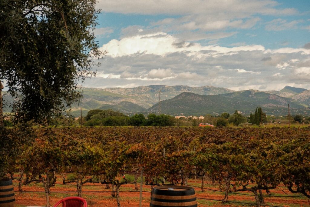 Fiestas & Events: Spain's Wine Harvest Festivals